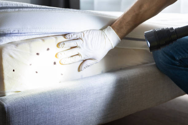 Best Pest Removal Services  in Canton Valley, CT