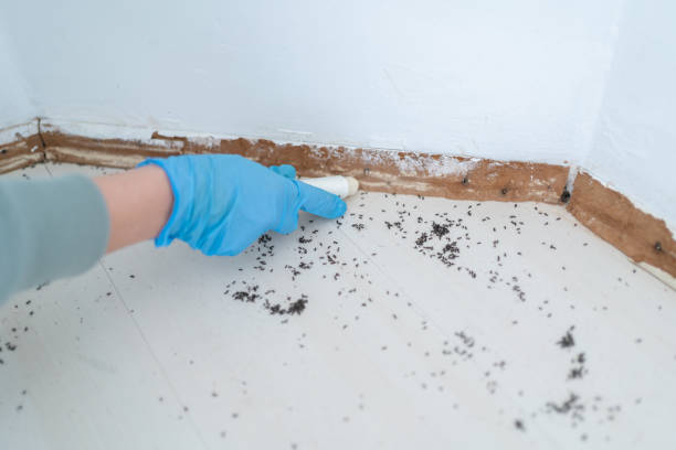 Best Spider Control Near Me  in Canton Valley, CT