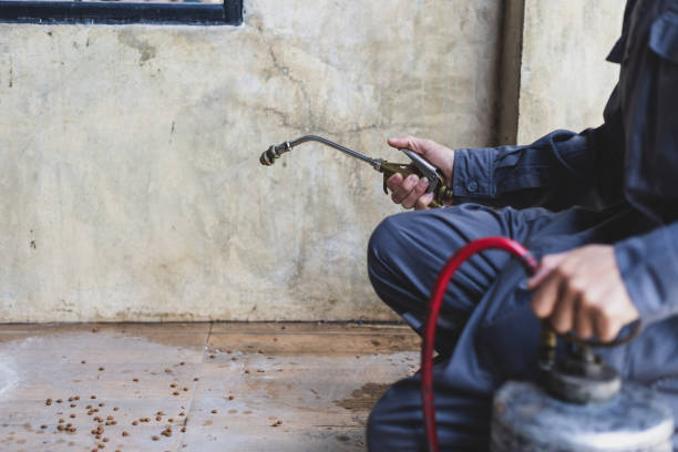 Best Rat Extermination Near Me  in Canton Valley, CT